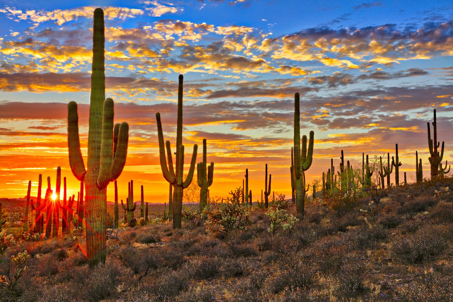 Arizona Sunset with Saguaros